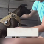 Taktisches Hundegeschirr mit Taschen