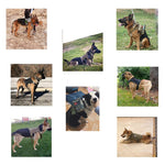 Taktisches Hundegeschirr mit Taschen